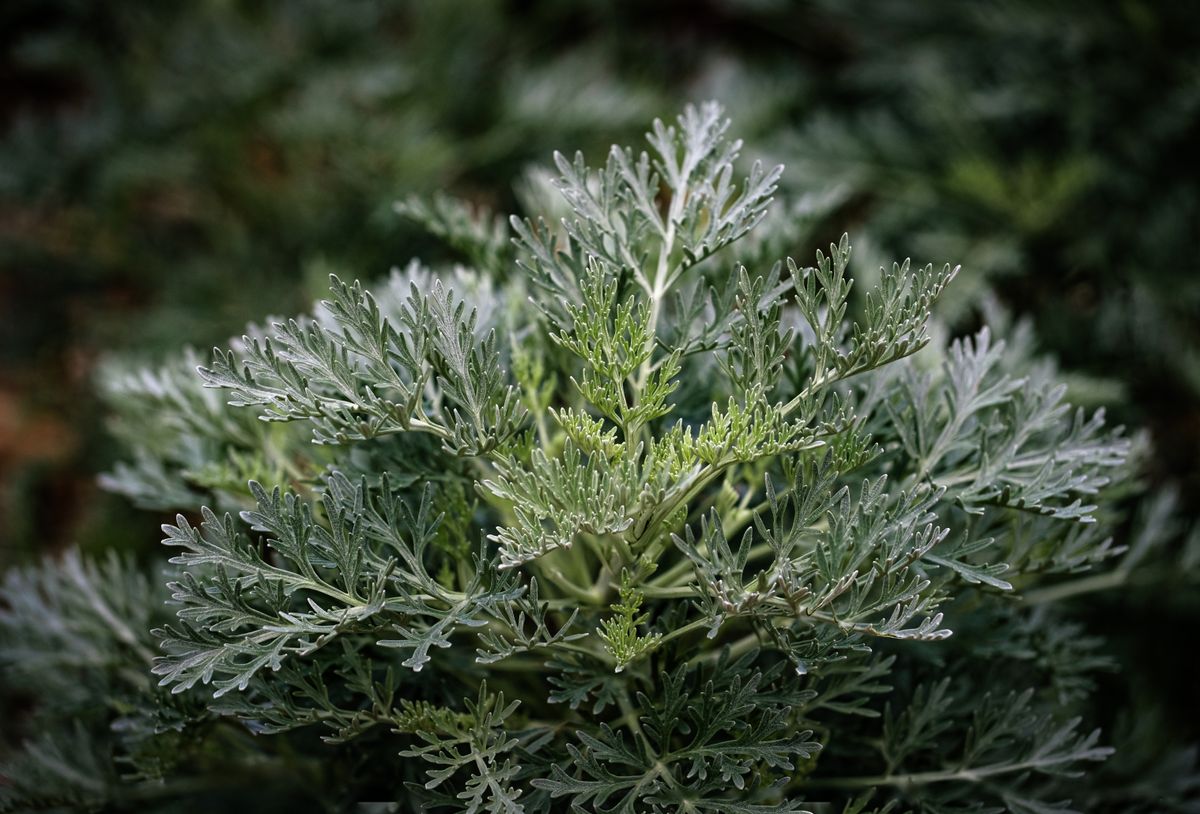צמח הלענה (Artemisia) ברקע ירוק כסוף — הצמח שממנו מכינים את המוקסה